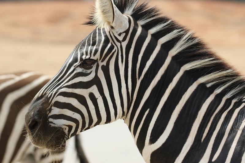Safari in Africa